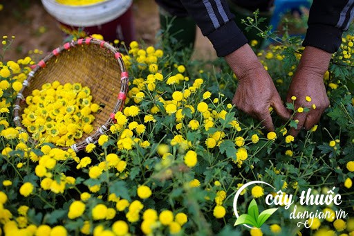 Trà hoa cúc vàng sấy khô là giải pháp tốt cho sức khỏe